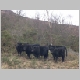 127 - Some black cows.jpg
